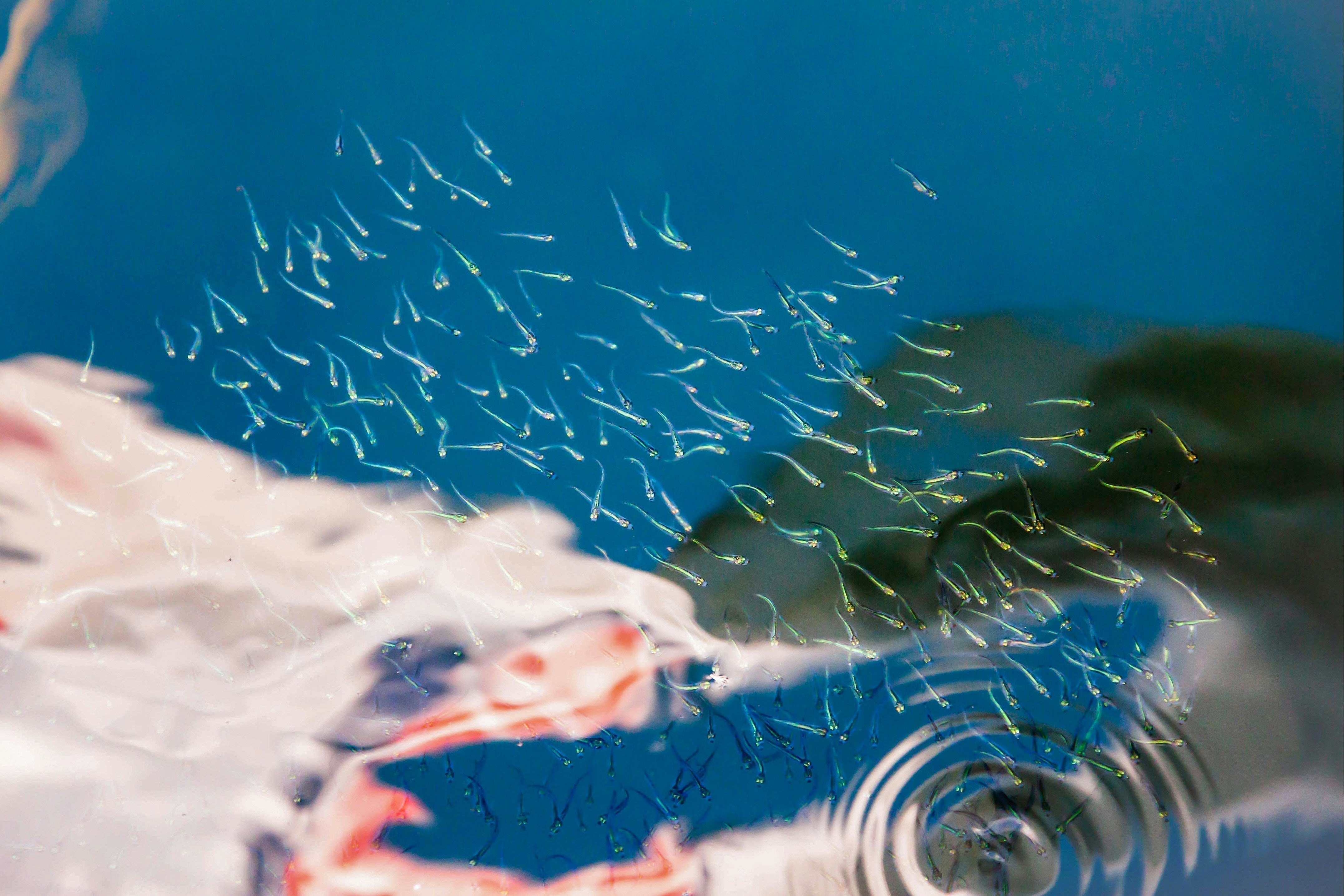 Semen looking fishes trying to avoid becoming a fish burger