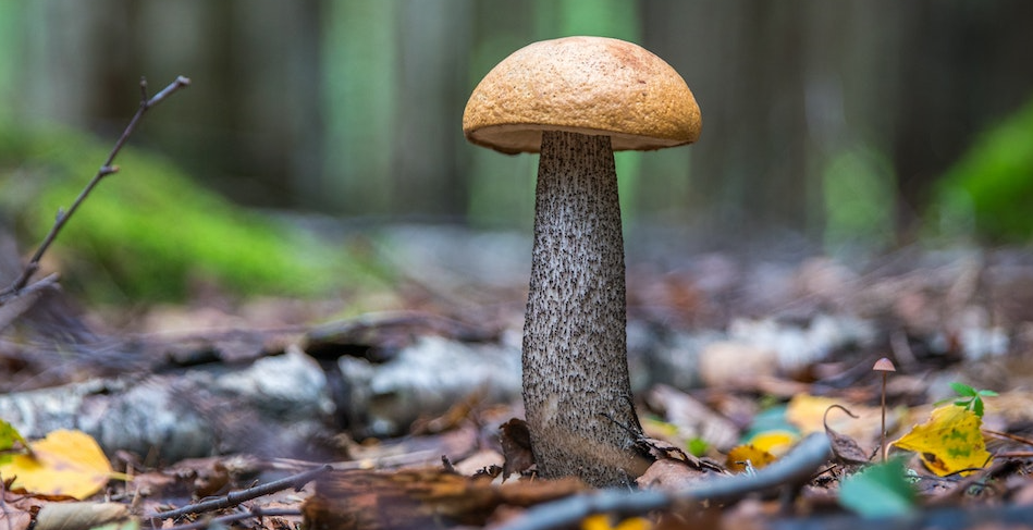 why is my penis head mushroom shaped