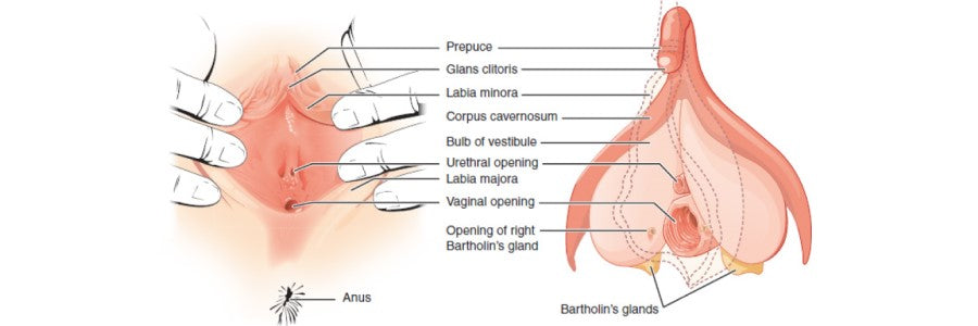 Vaginal Genital Anatomy Vaginal Genital Anatomy