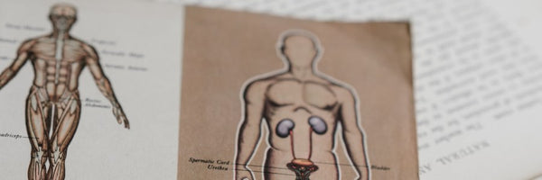 Genital Anatomy FAQ