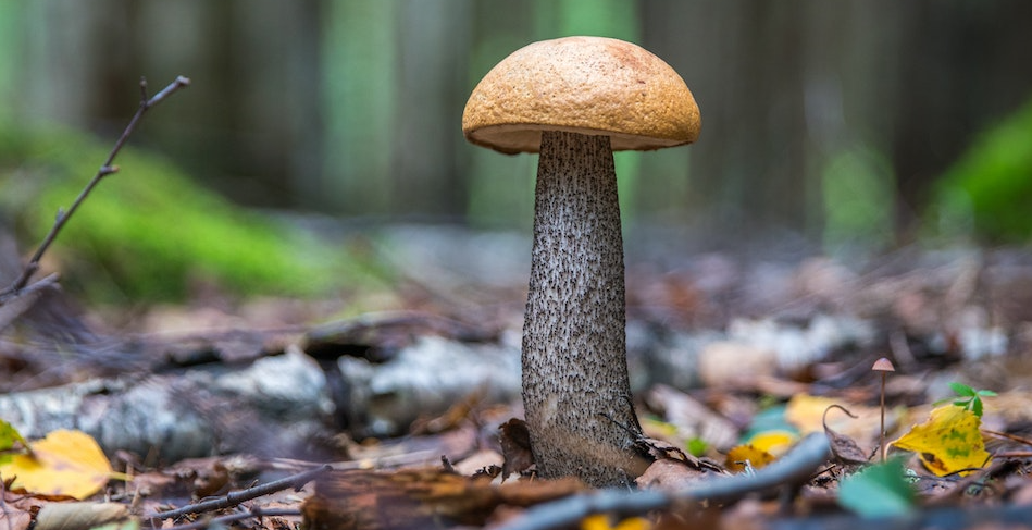 Why is My Penis Head Mushroom-Shaped?