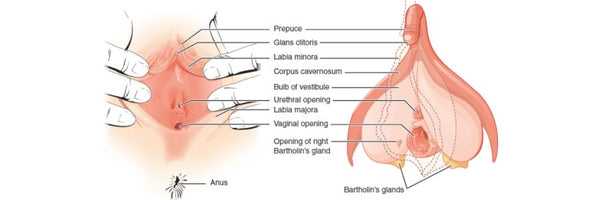 Vaginal Genital Anatomy